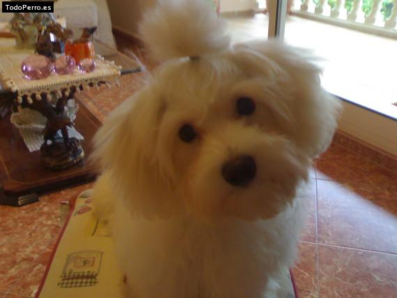 La foto del perro