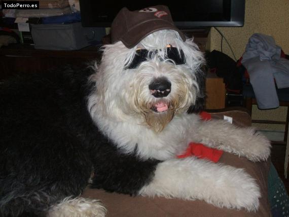 La foto del perro
