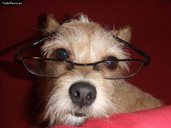La foto del perro