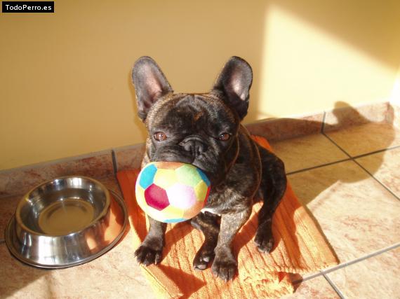 La foto del perro