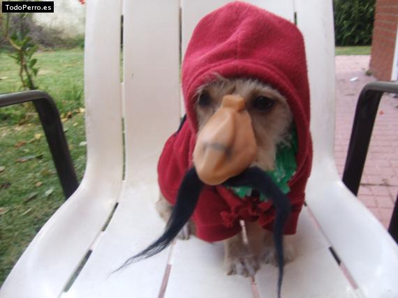 La foto del perro