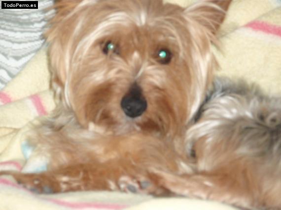 La foto del perro