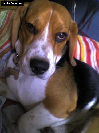 La foto del perro