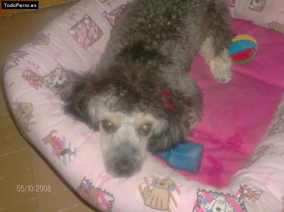 La foto del perro