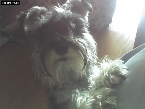 La foto del perro