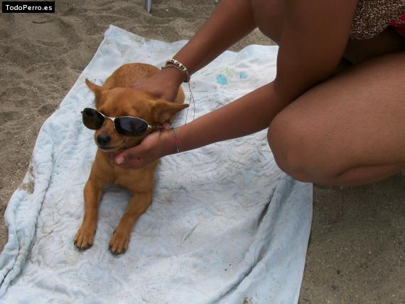 La foto del perro