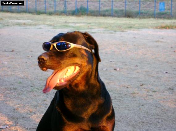 La foto del perro