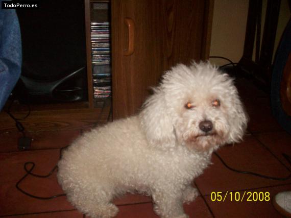 La foto del perro