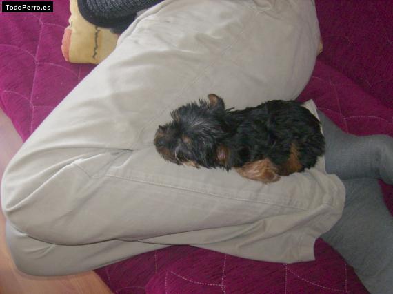 La foto del perro