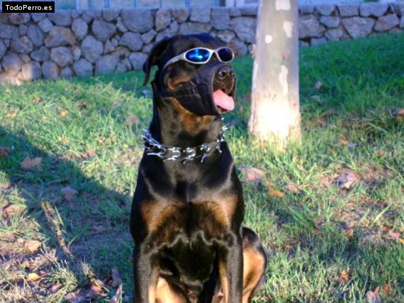 La foto del perro