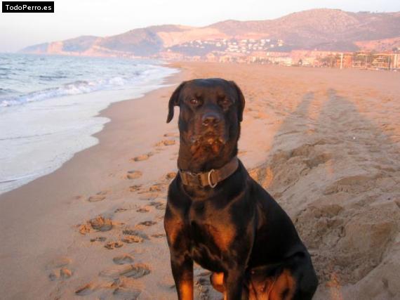 La foto del perro