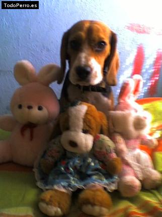 La foto del perro