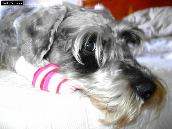 La foto del perro