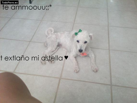 La foto del perro