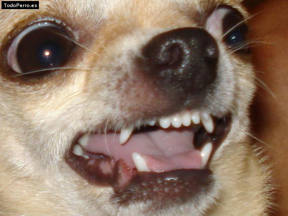 La foto del perro