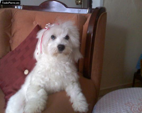 La foto del perro