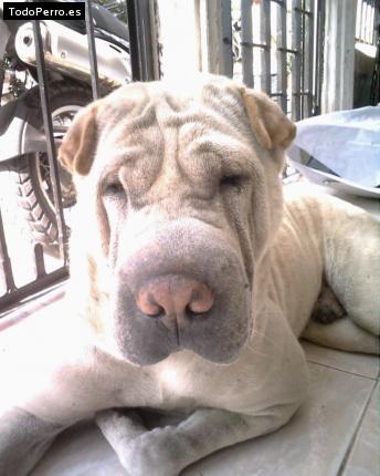 La foto del perro