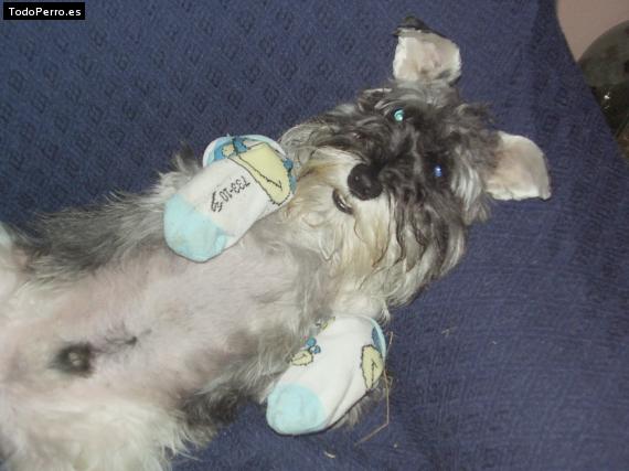 La foto del perro