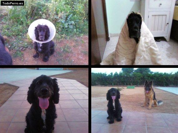 La foto del perro