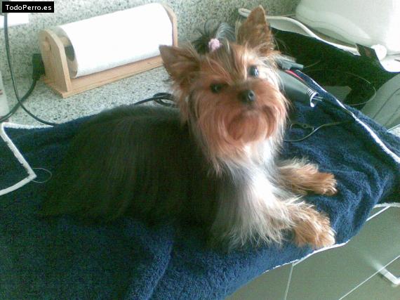 La foto del perro
