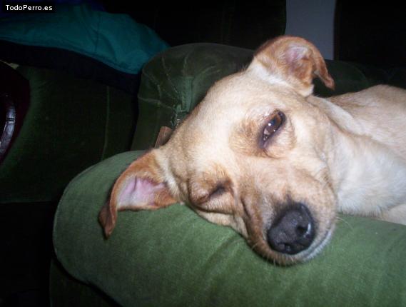 La foto del perro