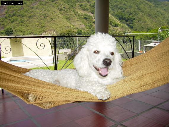 La foto del perro