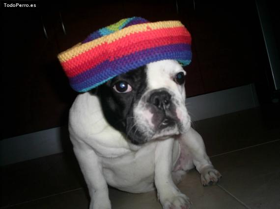 La foto del perro