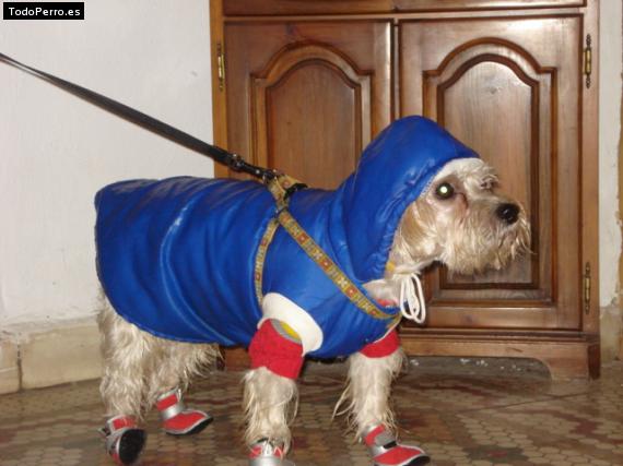 La foto del perro