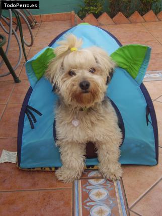 La foto del perro