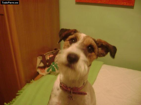 La foto del perro