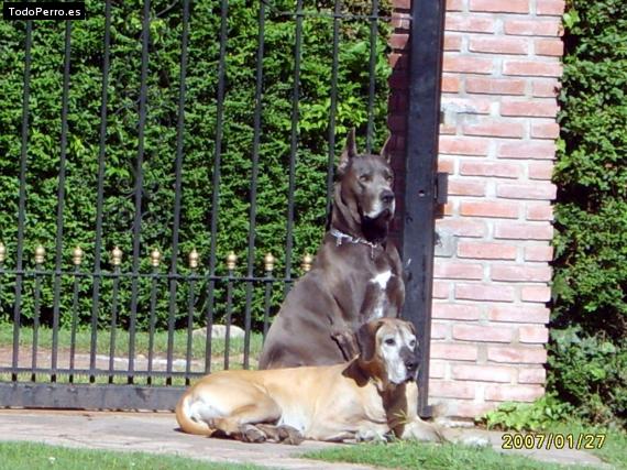 La foto del perro