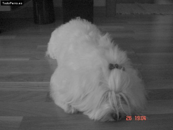 La foto del perro