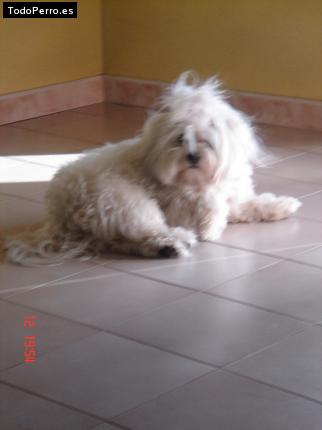 La foto del perro