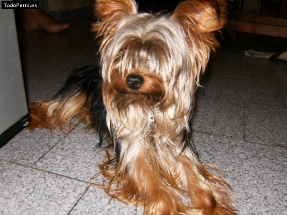 La foto del perro