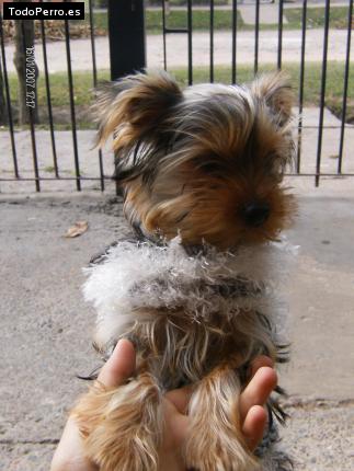 La foto del perro