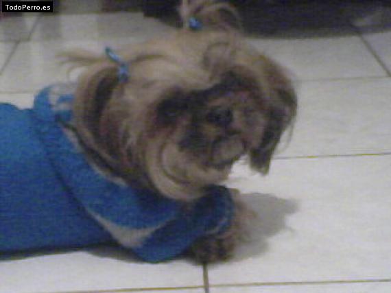 La foto del perro