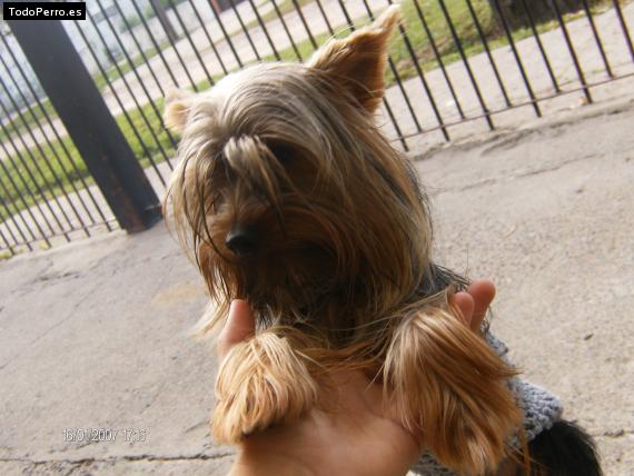 La foto del perro