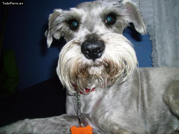 La foto del perro