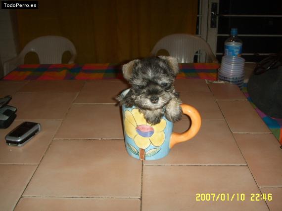 La foto del perro