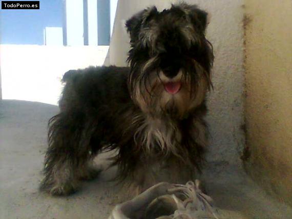La foto del perro