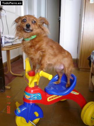 La foto del perro