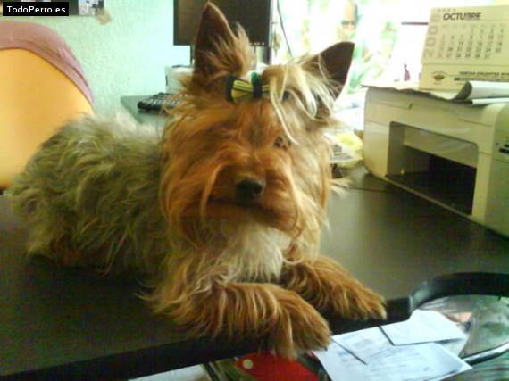 La foto del perro