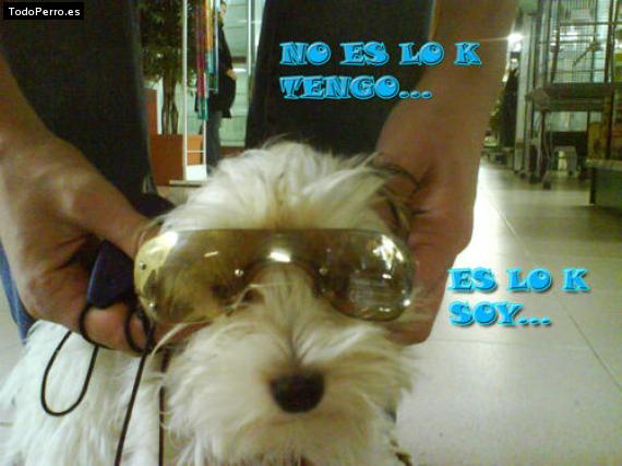 La foto del perro