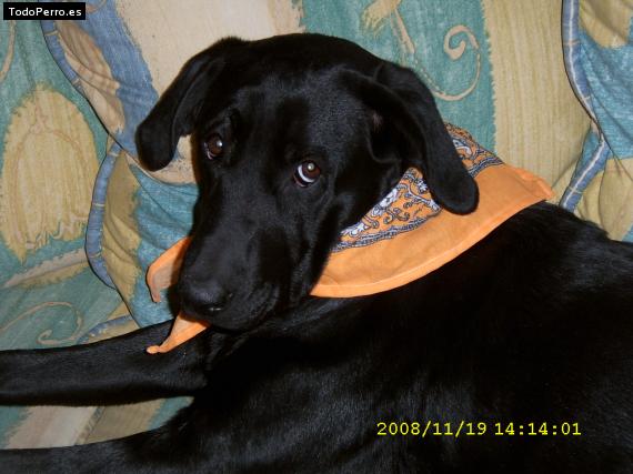 La foto del perro