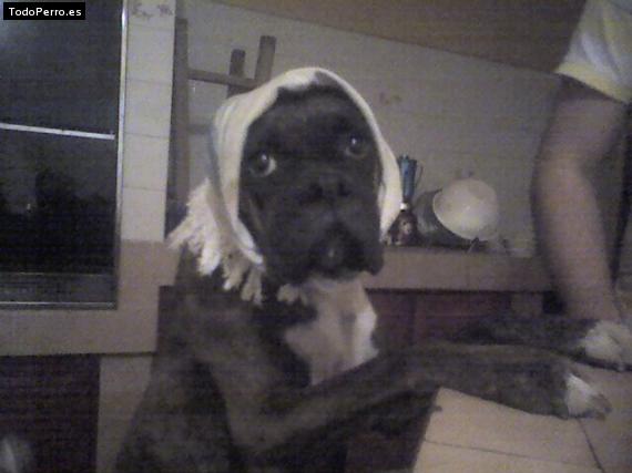 La foto del perro