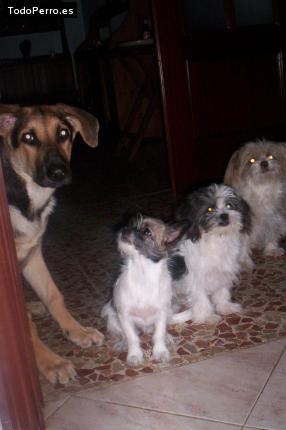 La foto del perro