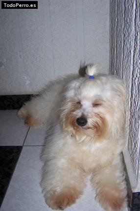 La foto del perro