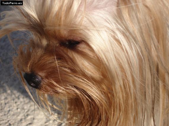 La foto del perro