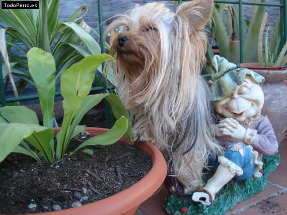 La foto del perro