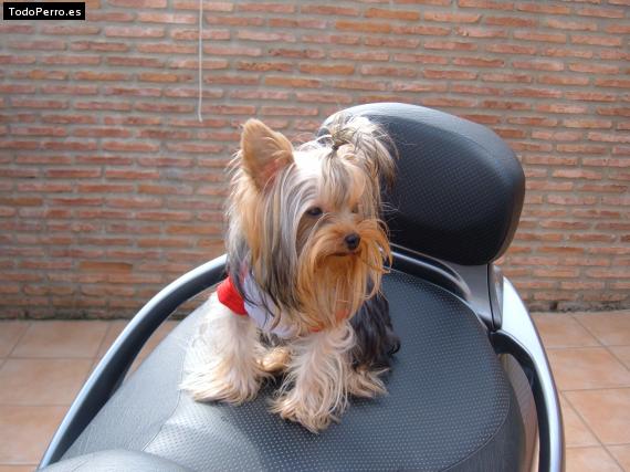 La foto del perro